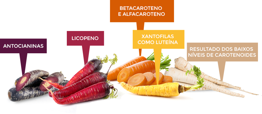 carrot-family