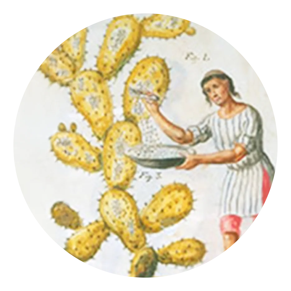 cochineal harvesting painting