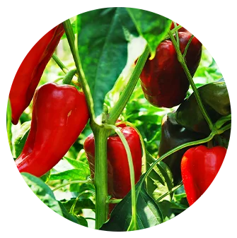 red peppers