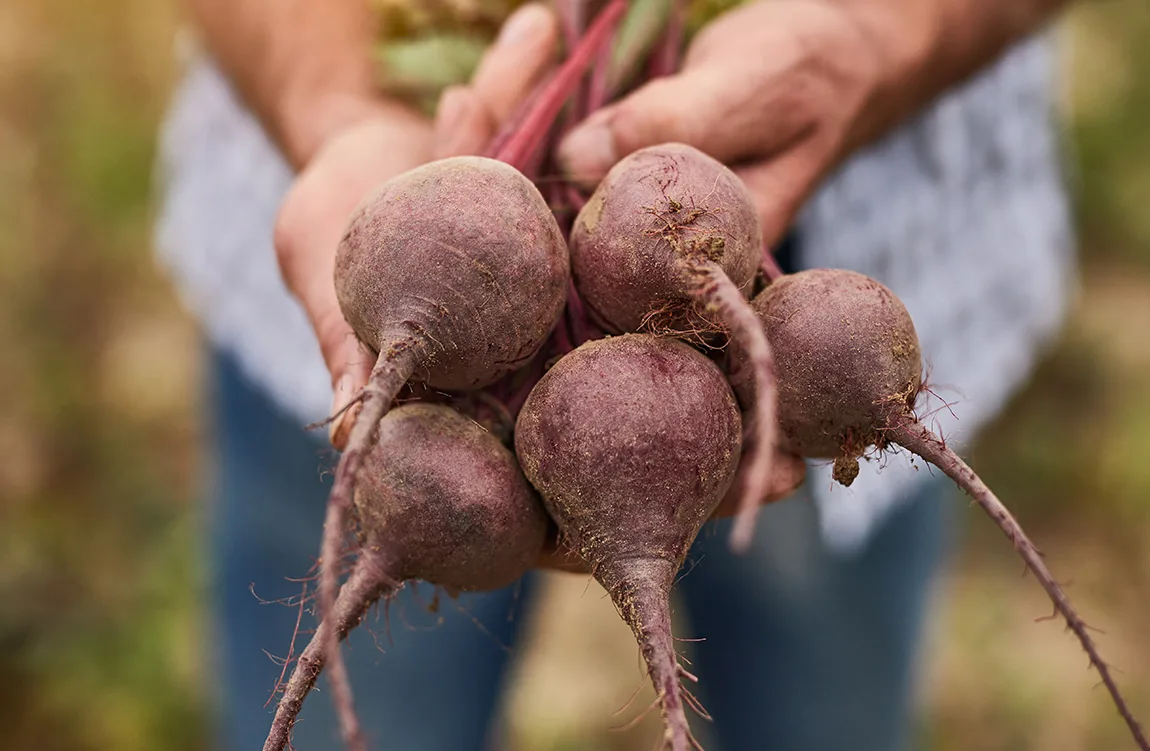 agricultor segurando beterrabas recém-cultivadas