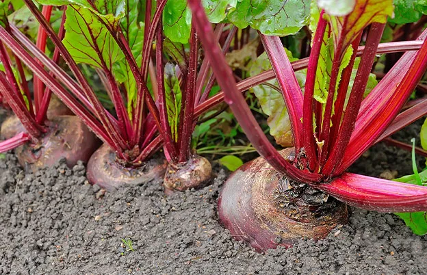 beetroot