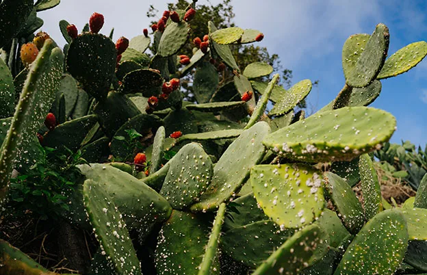 cactus