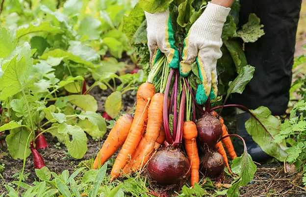 carrots