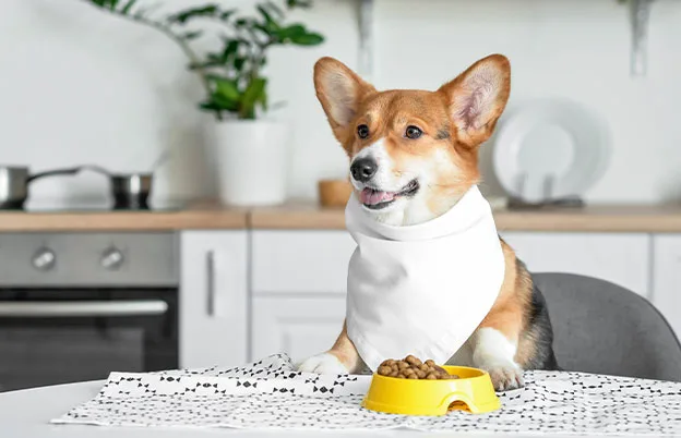 dog sitting at table eating dog food