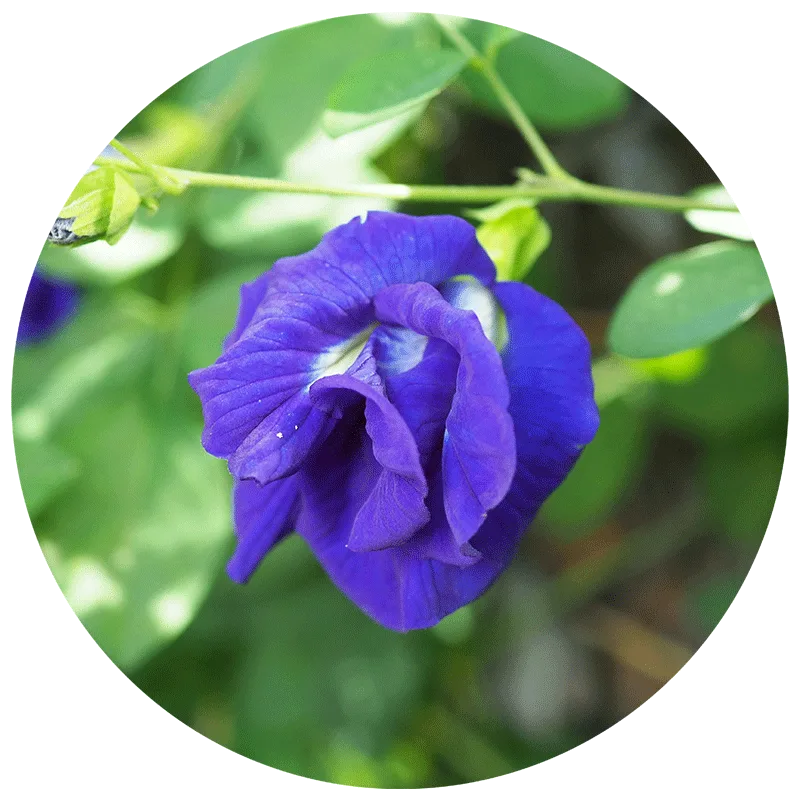 butterfly pea flower