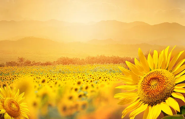 field of sunflowers